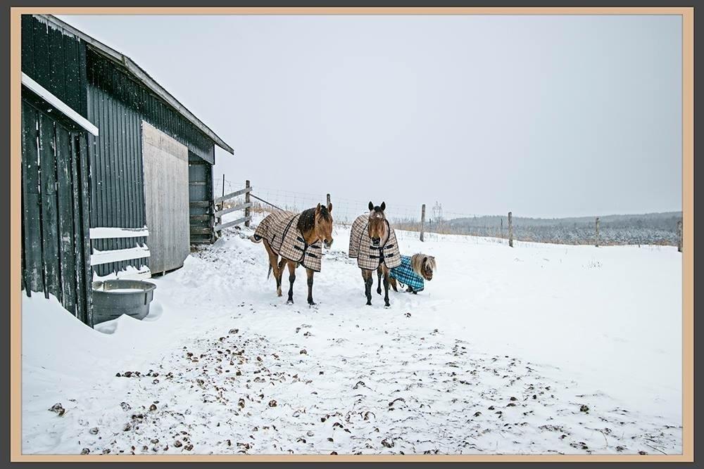 Prelist Beautiful 4+ Acre Hobby Farm in Blackstock Ontario