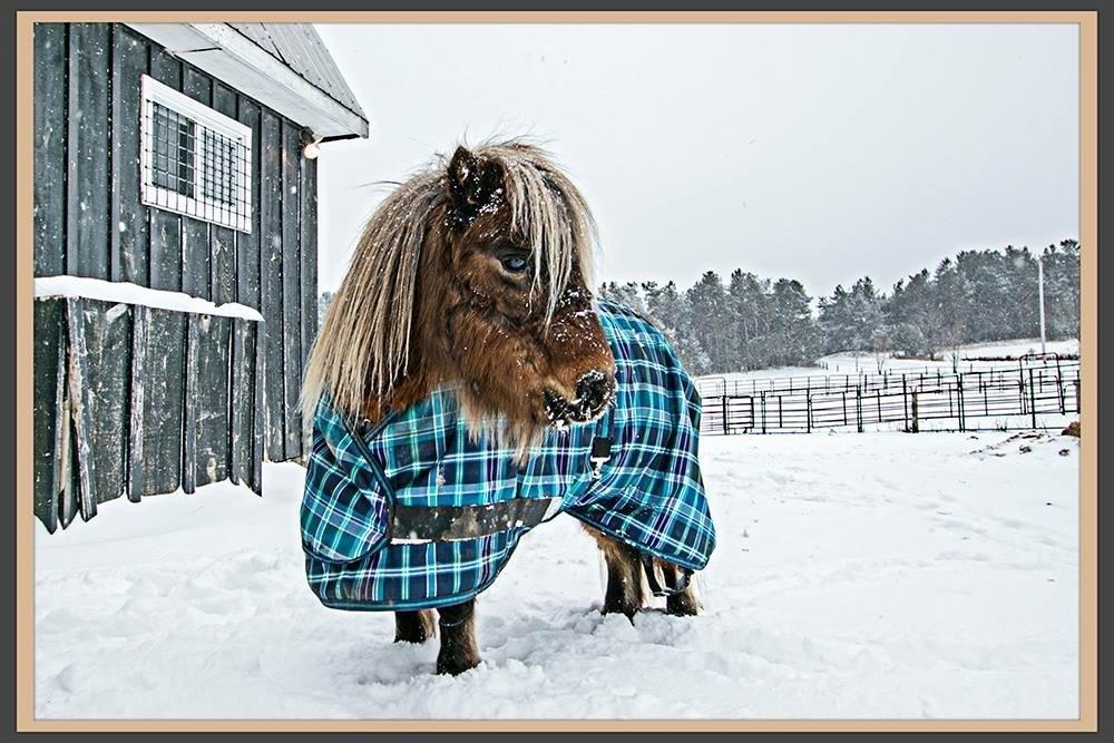 Prelist Beautiful 4+ Acre Hobby Farm in Blackstock Ontario